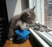 cat.webp