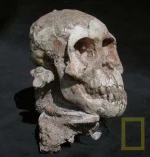 lucy-skull-461.webp