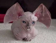 batty-small.webp