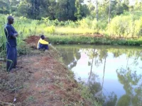 pond_friends.webp