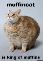 Muffin-cat.webp
