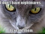 More-Funny-Cats-animal-humor-4186066-500-375.jpg