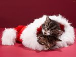 christmas Kittens.jpg