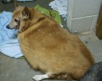 fat corgi.JPG