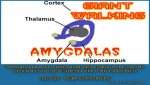 Amygdala1.jpg
