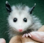 Baby-Opossum.jpg