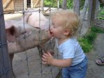 Pig Kiss.jpg