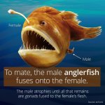 male_anglerfish.jpg