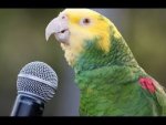 parrot.jpg