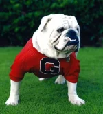 uga_5.webp