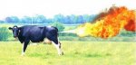 GW cow farts flame throwing fire.jpg