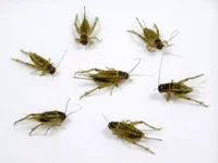 crickets real.webp