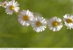 daisy_chain_bellis_perennis_crf01483.jpg