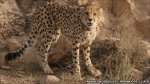 _50862428_iranian_cheetahcapture101copylukehunter.jpg