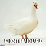 fauxcahontas goose.webp