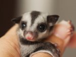 sugar glider in hand 123694948.jpg