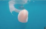 Pyrosome.jpg Pyrosome.jpg