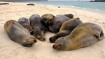 Galapagos sea lion3[1].jpg