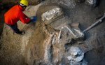 Pompeii horse.jpg Pompeii horse.jpg