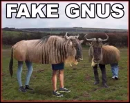 gnus.webp