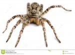 big-hairy-spider-13302952.jpg