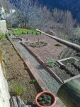 Garden 12 March 2012.jpg