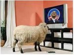 Obama+Sheeple+55pct.jpg