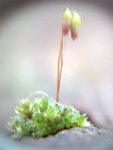 20110326_162942_Moss.jpg