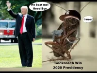 cockroach.webp