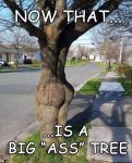 weird bigg ass tree.jpg