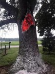 weird tree burning from the inside after lightning strike.jpg