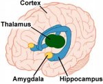 words-amygdala-small.jpg