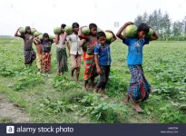 child labor.webp