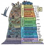 evolution pyramid.jpg