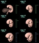 Computer-graphics-illustrating-human-embryonic-development-Carnegie-stage-12-17.jpg