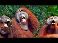 hqdefault.webp
