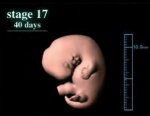 Computer-graphics-illustrating-human-embryonic-development-Carnegie-stage-12-17.jpg