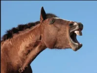 laughing horse.webp