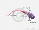 sperm-its-parts-term-refers-to-male-reproductive-cells-derived-greek-word-sperma-meaning-seed-ty.jpg