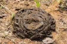 cow manure.webp