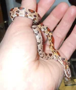 DSCN0007.webp