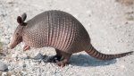 Armadillo.jpg