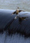 dam duck surfing.jpg