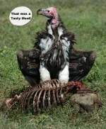 Condor2.webp