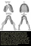 Ramipithecus%20teeth%202.jpg