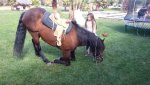horsekneeling.jpg