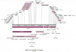 SARS-CoV-2 genome map.jpg