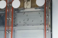 Ants.webp