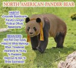 pander bear.jpg