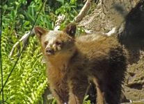 bear cub.webp